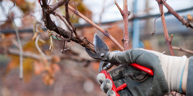 Vineyard Renewal