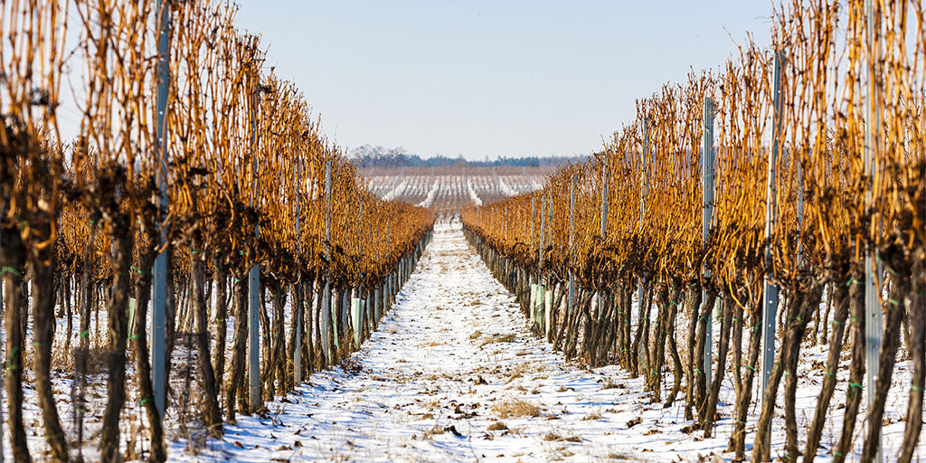 Vineyard in winter