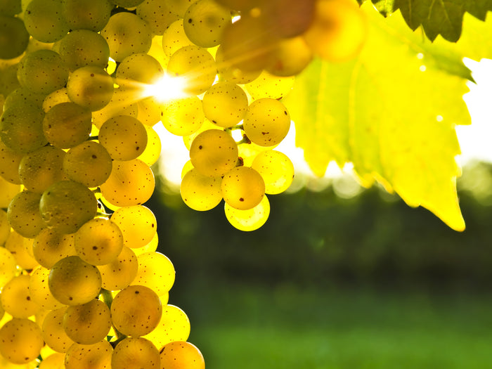 The Effects of Climate and Location on Growing Grapes