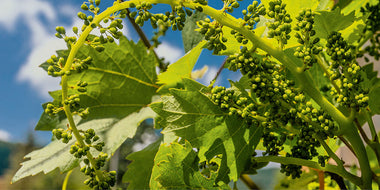 The Grapevine Vegetative Cycle Part II