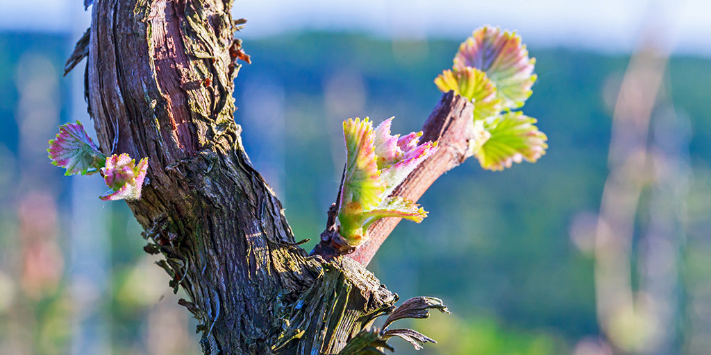 The Grapevine Vegetative Cycle