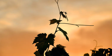 Vine leaves with fall sunset