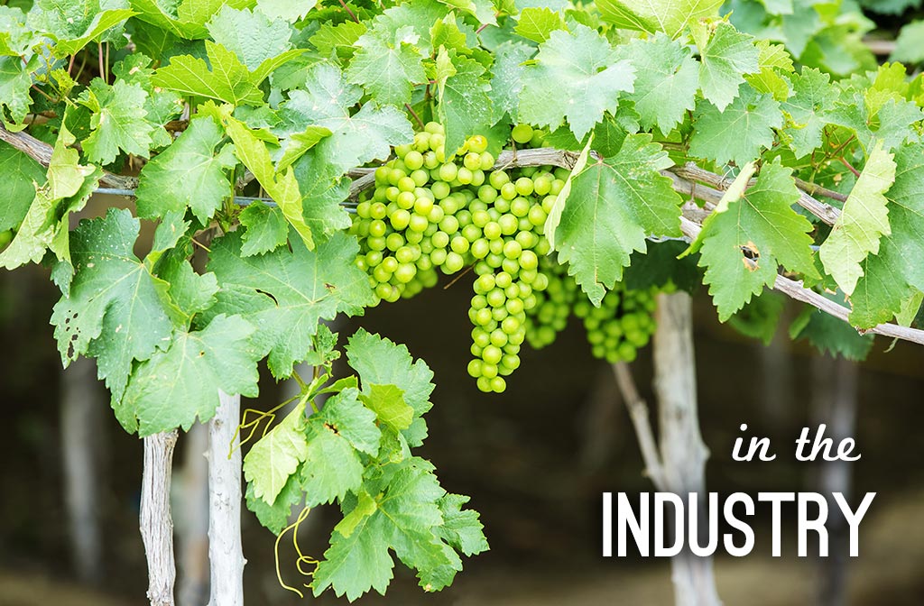 Organic, Sustainable and Biodynamic, the Future of the Wine Industry?