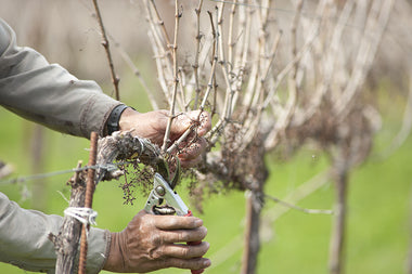 Pruning Grapevines