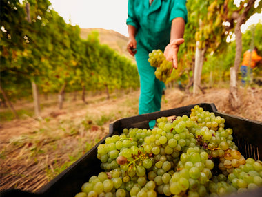 Picking Grapes at Maturity