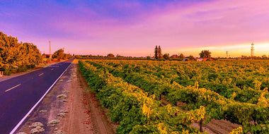 Beautiful sunset above a Lodi vineyard