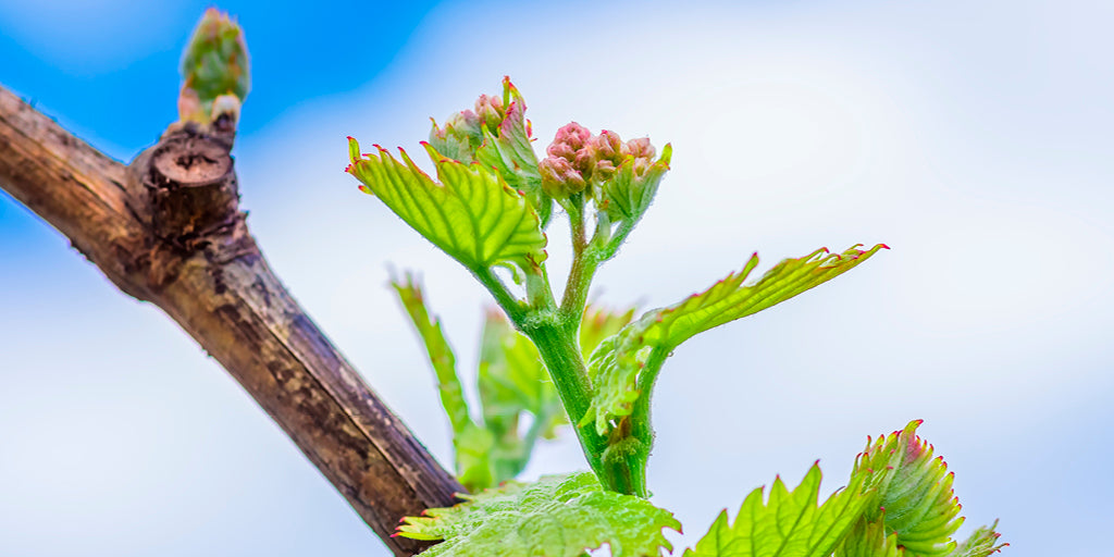 Springtime in the Vineyards