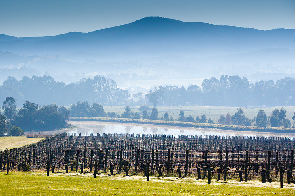 Frost Protection in the Vineyards