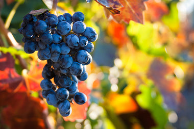 Grape Harvest is Upon Us in California