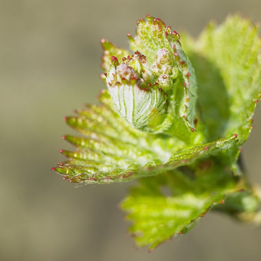 Bud Break Is Here!