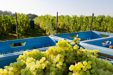 The Birth of the Chardonnay