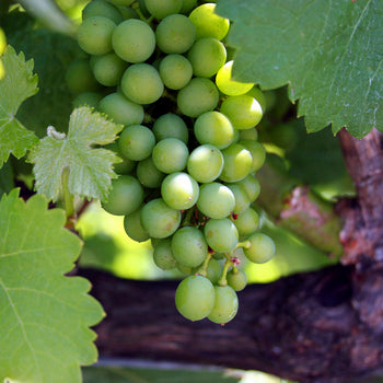 Green Grapes