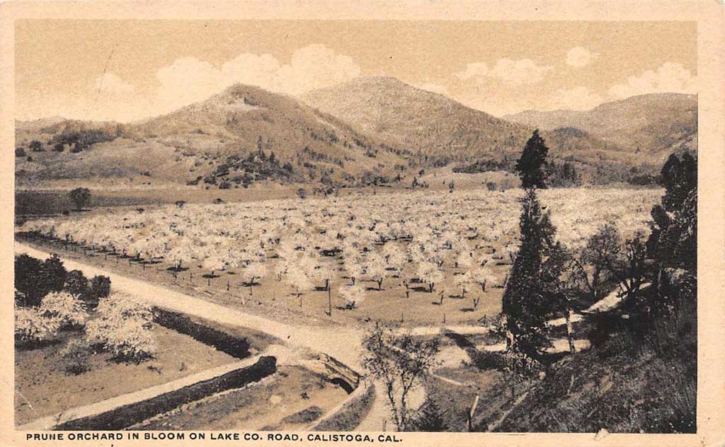 Vintage photo of prune orchards in Calistoga