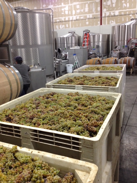 The Birth of the Almighty Chardonnay