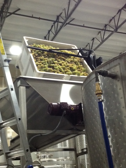 The Birth of the Almighty Chardonnay