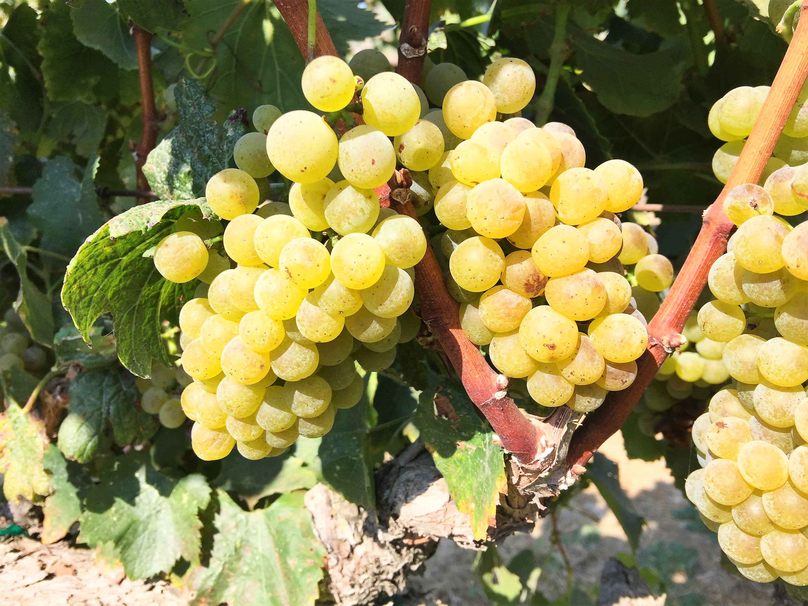 Large image of grapes