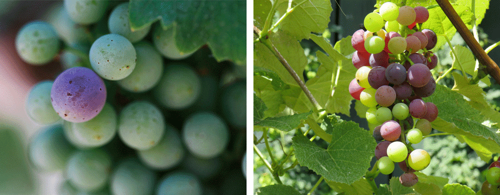 The Grapevine Vegetative Cycle Part III - veraison of grapes