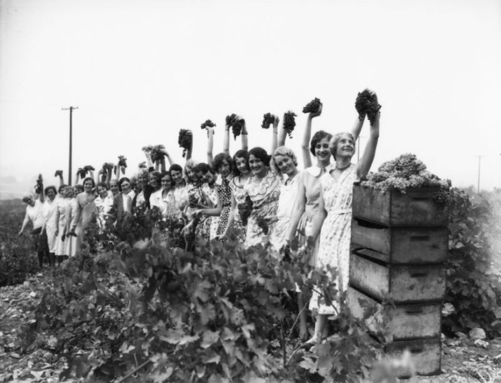 Vintage photo of women holding grape bunches in a vineyard