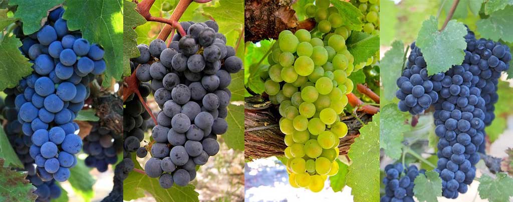 Different varietals of grapes on vine