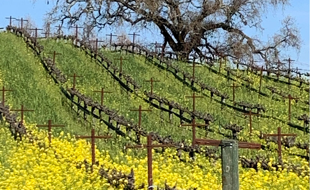 Beautiful yellow vineyard