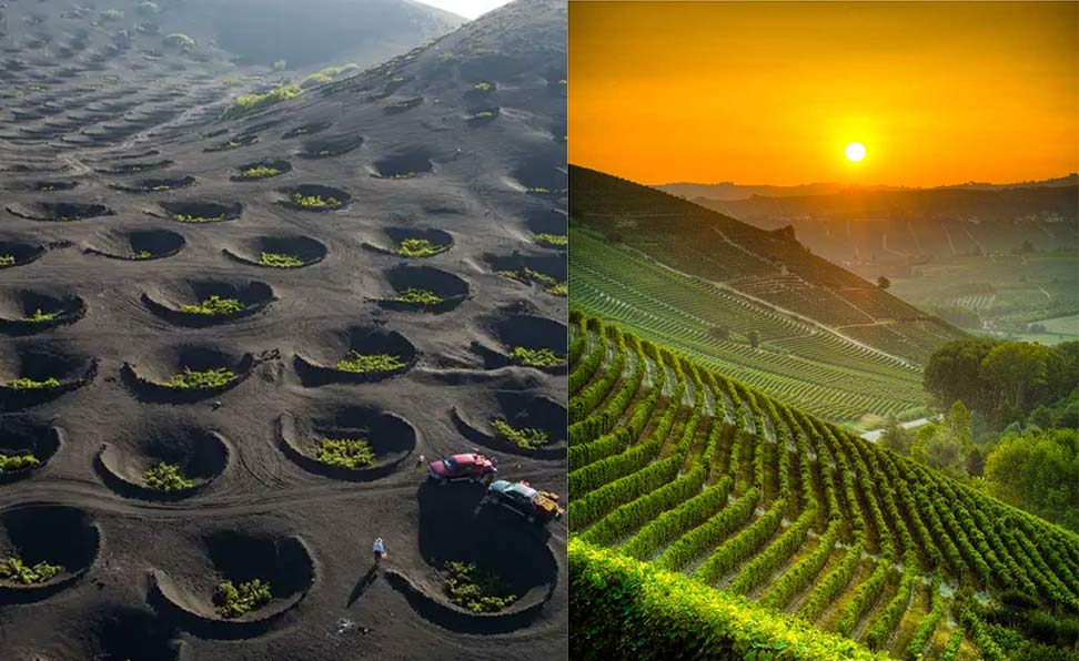 Vineyards in the Canary Islands growing in volcanoes ashes and a glorious morning sunrise on the Monterey Coast