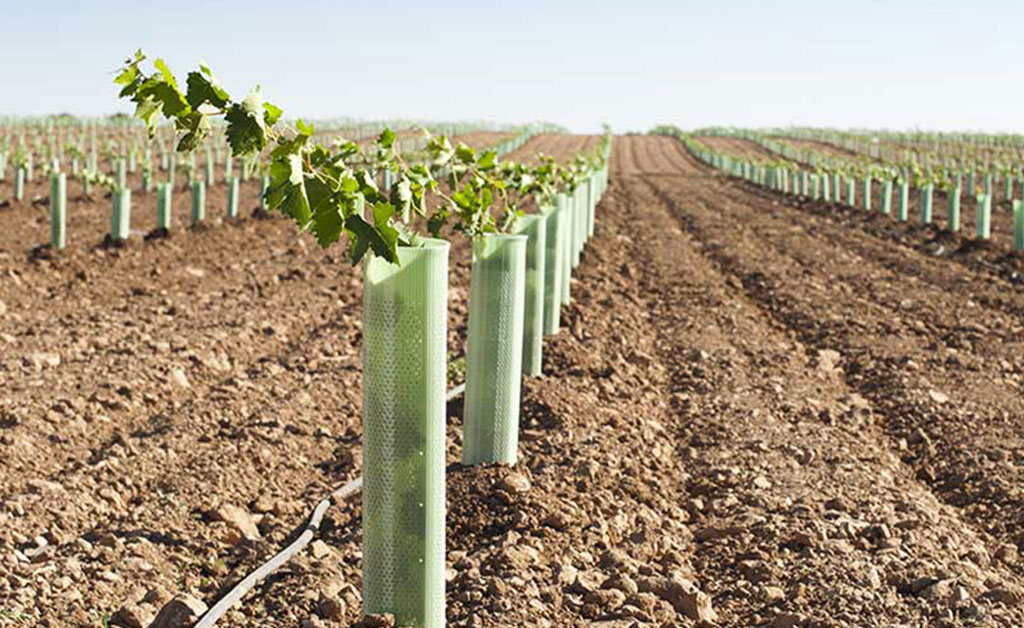 Cartons are placed around newly planted vines to provide protection and warmth.