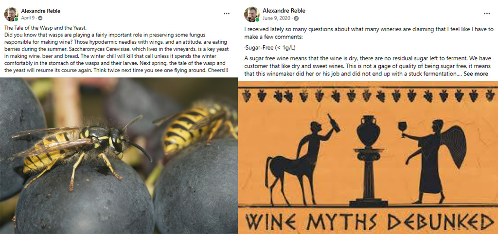 Alex's Facebook posts about wasps and yeast and about wine myths debunked